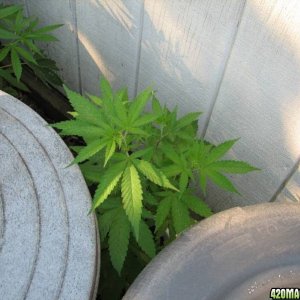 2008 Grow - 07122008