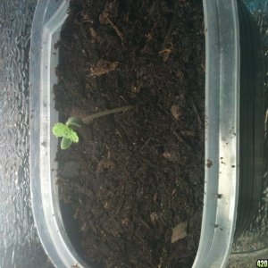 sproutling day 5