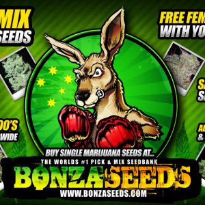 Bonza Seeds