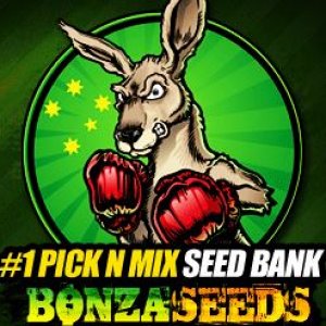 Bonza Seeds