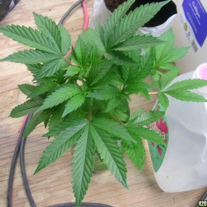 OG Kush Cloned