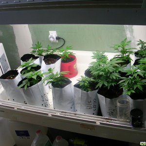 Clone/veg area