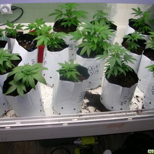 Grow Bags