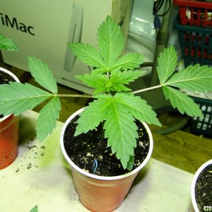 G_D_P_x_Bubba_Kush_Seedling1