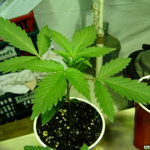 G_D_P_x_Green_Crack_Seedling1