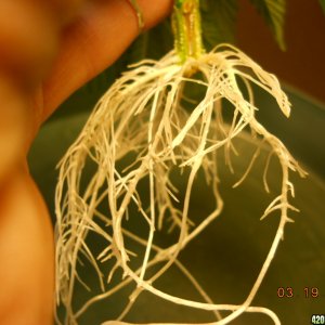 Power Skunk roots