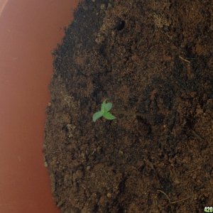 seedlings