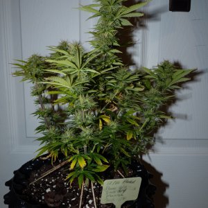 Week 5 Day 4 Flowering