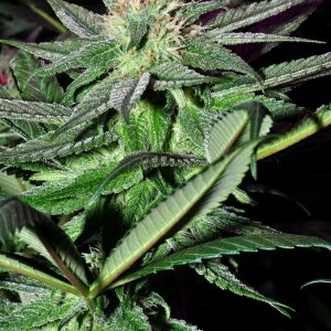 DSC_1144_bluedream