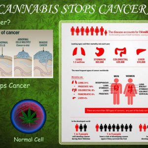 Cannabis Facts