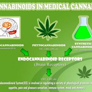 Cannabis Facts