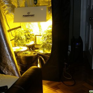 Homebuilt DWC HYDRO SYSTEM