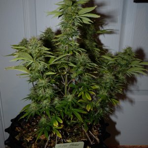 Week 6 Day 3 Flower