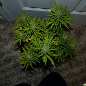 Week 6 Day 3 Flower