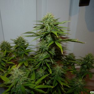 Week 6 Day 3 Flower