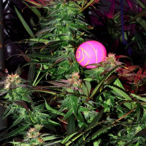 DSC_1225_bluedream_easter