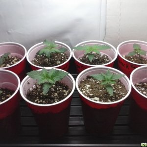 2013 New VGANIC Indoor Grow