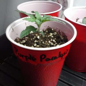 2013 New VGANIC Indoor Grow