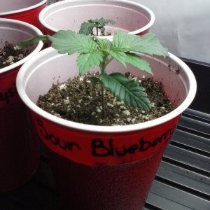 2013 New VGANIC Indoor Grow