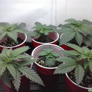 2013 New VGANIC Indoor Grow