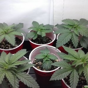 2013 New VGANIC Indoor Grow