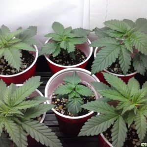 2013 New VGANIC Indoor Grow