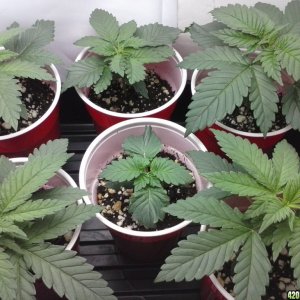 2013 New VGANIC Indoor Grow