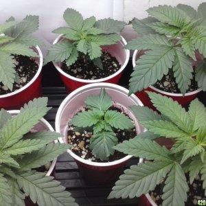 2013 New VGANIC Indoor Grow