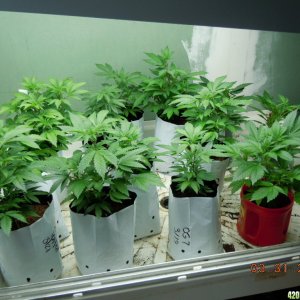 Early Feb. Clones