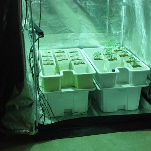 Grow Tent 1 - Vegetative Phase Gen 3