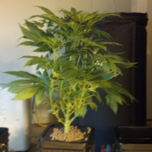 Unknown Indica - Week 4 of Flowering