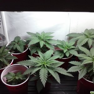 2013 New VGANIC Indoor Grow