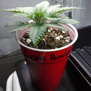 2013 New VGANIC Indoor Grow