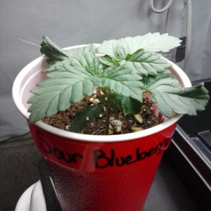 2013 New VGANIC Indoor Grow