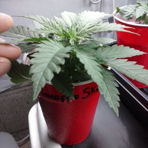 2013 New VGANIC Indoor Grow