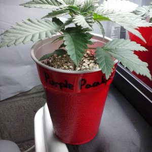 2013 New VGANIC Indoor Grow