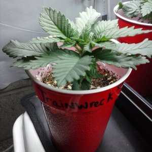 2013 New VGANIC Indoor Grow