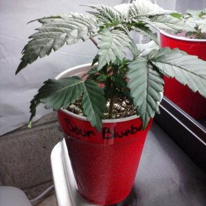 2013 New VGANIC Indoor Grow