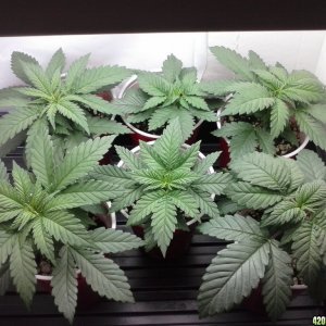 2013 New VGANIC Indoor Grow