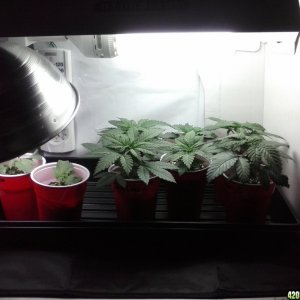 2013 New VGANIC Indoor Grow