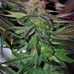 DSC_1239_seeded_bluedream