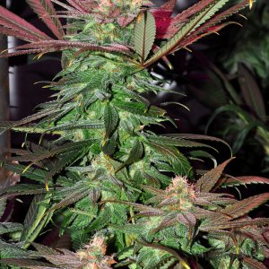 DSC_1244_bluedream