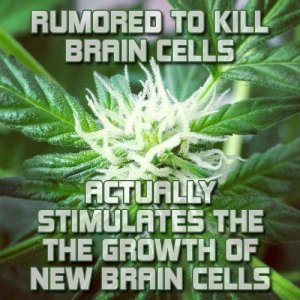 Cannabis Facts