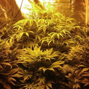 Week 5 Flowering - Grow Tent 2