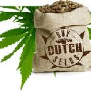 Buy Dutch Seeds