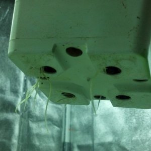 Clone Root Development - 2nd Week of Veg