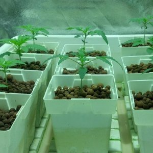 Seedling Development