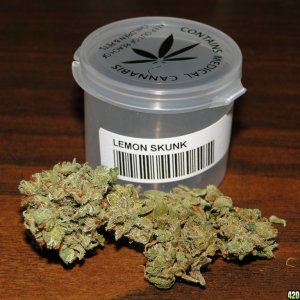 Lemon_Skunk6