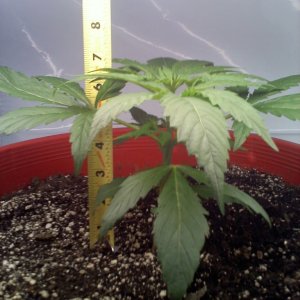 Top Skunk 44 Day 37