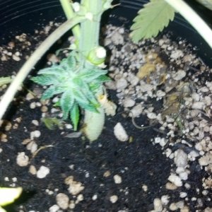 Road runner day 65 Berry Ryder 58